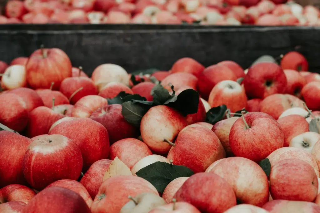 quelle pomme pour faire du cidre ?