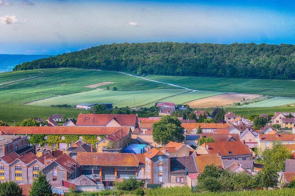 vignes de champagne